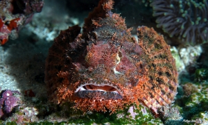 Maldives 2021 - Tasseled scorpionfish - Poisson scorpion a houpe - Scorpaenopsis oxycephala - DSC00303_rcf